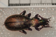 Carabus fabricii