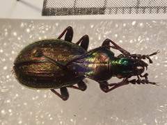 Carabus fabricii