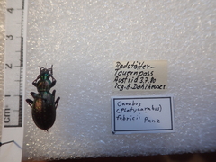 Carabus fabricii