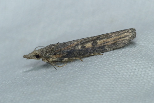 Lamoria zelleri