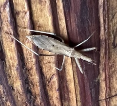 Sastrapada australica