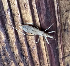 Sastrapada australica