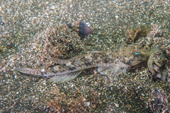 Favonigobius