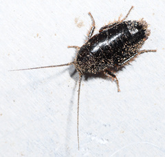 Parcoblatta americana