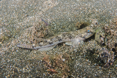 Favonigobius