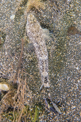 Favonigobius