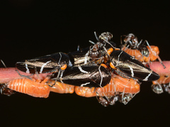 Eurymeloides bicincta