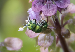 Ceratina smaragdula
