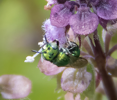 Ceratina smaragdula