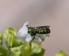 Ceratina smaragdula