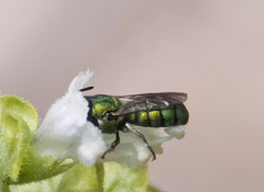 Ceratina smaragdula
