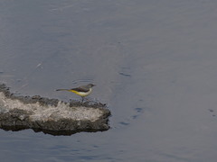 Motacilla cinerea