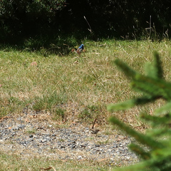 Malurus cyaneus cyaneus