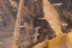 Gobiopterus semivestitus