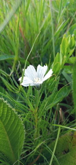 Monsonia burkeana