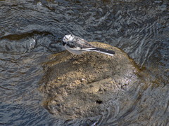 Motacilla alba
