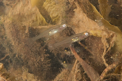 Gobiopterus semivestitus