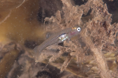 Gobiopterus semivestitus