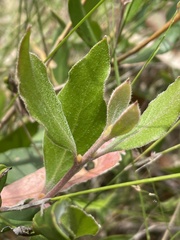 Persoonia laurina