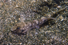 Favonigobius