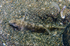 Favonigobius