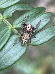 Opisthoncus serratofasciatus