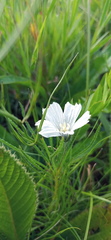 Monsonia burkeana