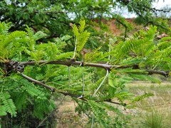Vachellia robusta