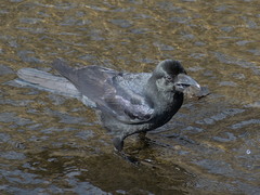 Corvus macrorhynchos