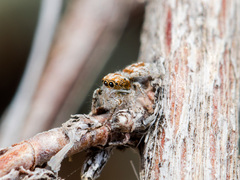 Pseudomogrus pseudovalidus