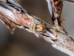 Pseudomogrus pseudovalidus