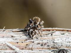 Pseudomogrus pseudovalidus