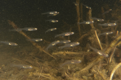 Gobiopterus semivestitus