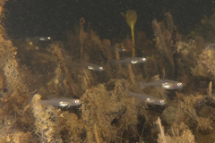 Gobiopterus semivestitus