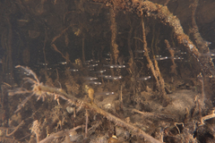 Gobiopterus semivestitus