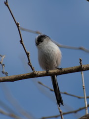 Aegithalos caudatus
