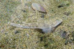 Favonigobius