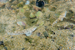 Favonigobius