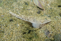 Favonigobius