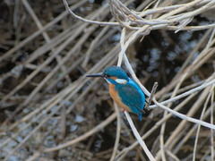 Alcedo atthis