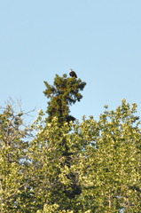 Haliaeetus leucocephalus washingtoniensis