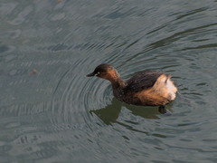 Tachybaptus ruficollis