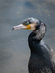 Phalacrocorax carbo