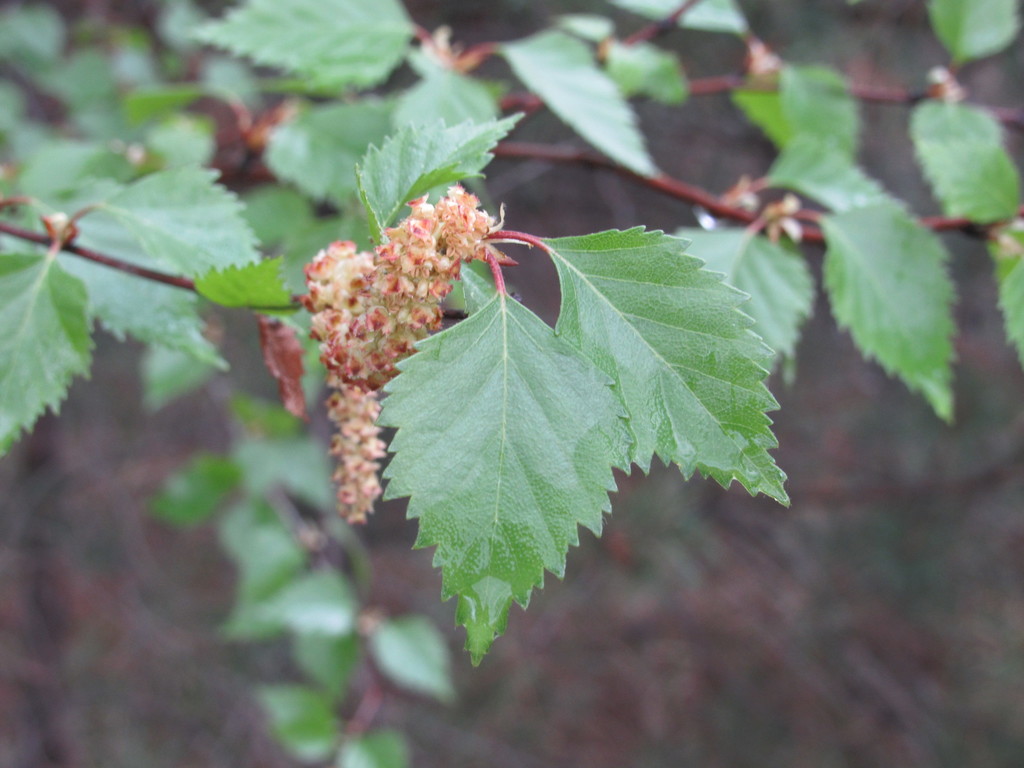 Betula pubescens