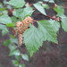 Betula pubescens - Photo (c) Denis Davydov,  זכויות יוצרים חלקיות (CC BY-NC), הועלה על ידי Denis Davydov