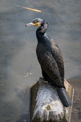 Phalacrocorax carbo