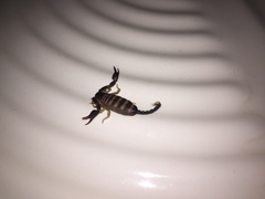 Euscorpius flavicaudis