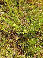 Centipeda cunninghamii