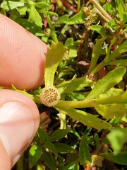 Centipeda cunninghamii