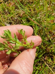 Centipeda cunninghamii